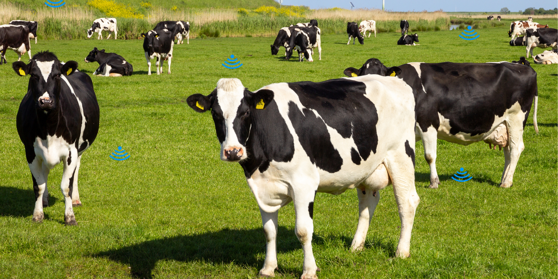 Cattle_Farming_Blog