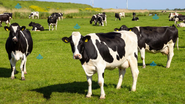 Cattle_Farming_Blog